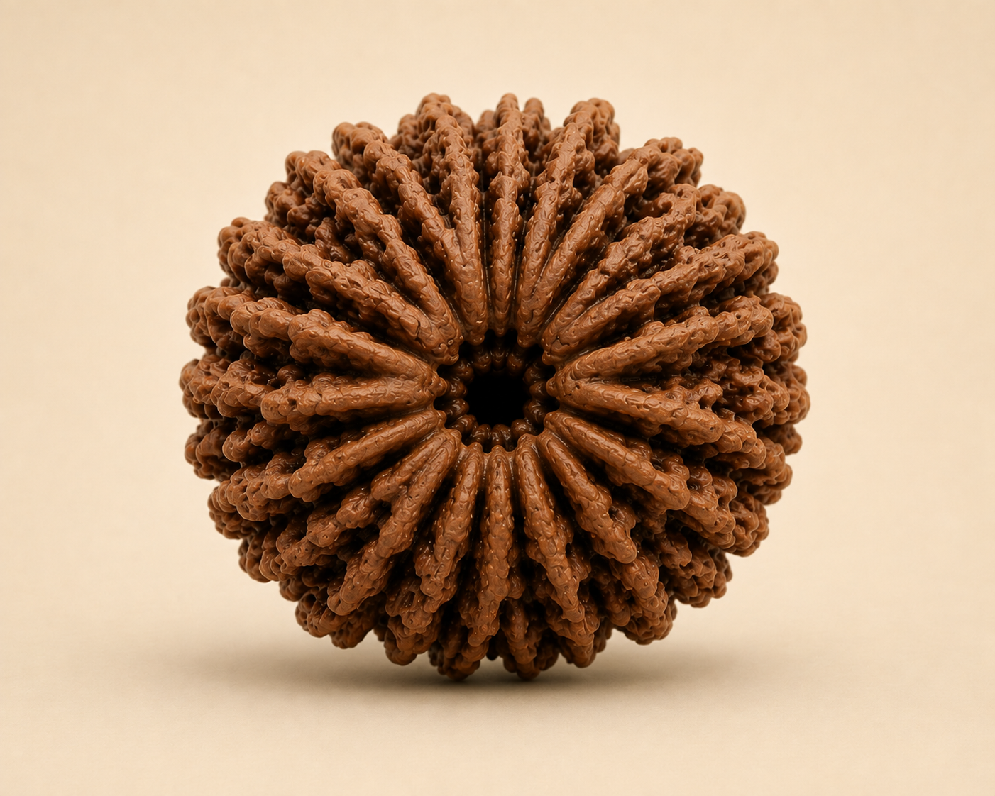 13 Mukhi Rudraksha (Nepal Origin)